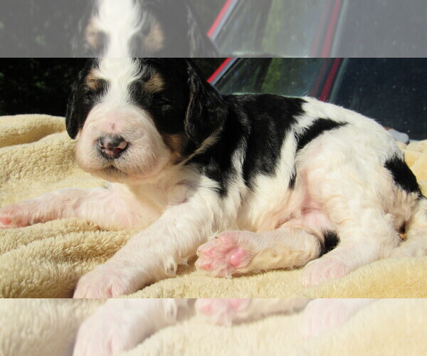 Medium Photo #1 Bernedoodle Puppy For Sale in BIG ROCK, IL, USA
