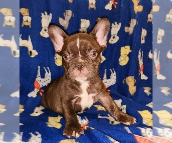 Medium Photo #7 French Bulldog Puppy For Sale in N CHESTERFLD, VA, USA