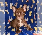 Small Photo #7 French Bulldog Puppy For Sale in N CHESTERFLD, VA, USA