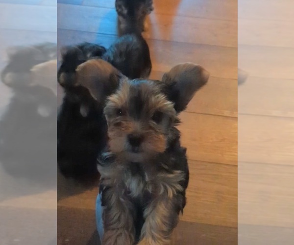 Medium Photo #1 Yorkshire Terrier Puppy For Sale in BANKS, AL, USA