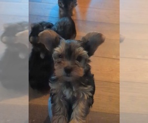 Yorkshire Terrier Puppy for sale in BANKS, AL, USA