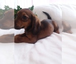 Small Dachshund