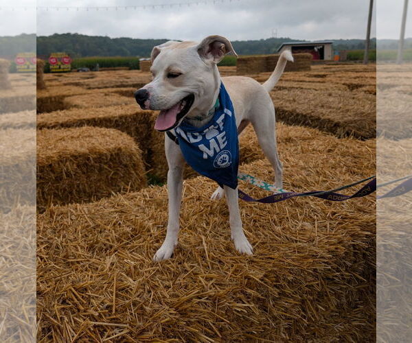 Medium Photo #10 Boxador Puppy For Sale in Princeton, MN, USA