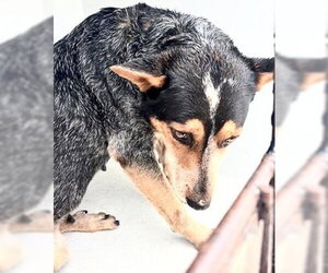 Mutt Dogs for adoption in Houston, TX, USA