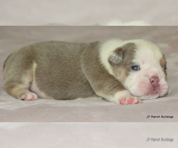 Medium Photo #9 Bulldog Puppy For Sale in WINNSBORO, TX, USA