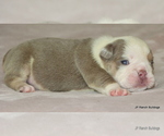 Small #8 Bulldog