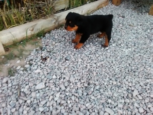 Rottweiler Puppy for sale in DILLON, MT, USA