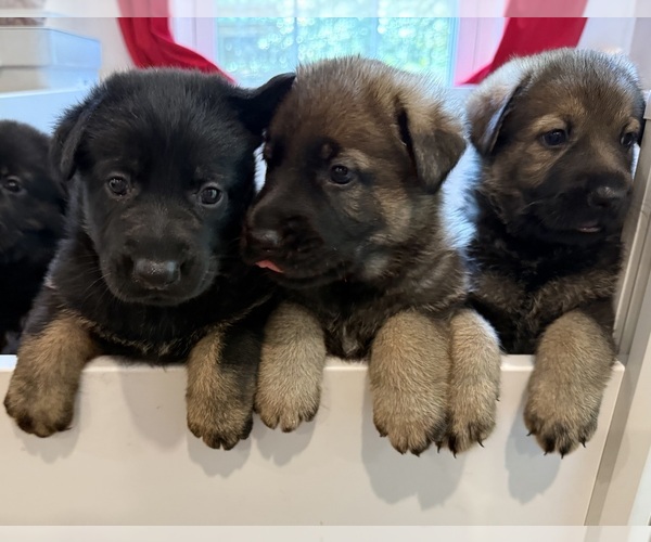 Medium Photo #1 German Shepherd Dog Puppy For Sale in JOHNS ISLAND, SC, USA