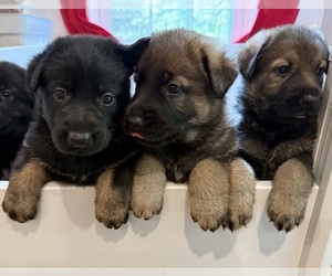 German Shepherd Dog Litter for sale in JOHNS ISLAND, SC, USA