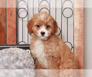 Cavapoo Puppy for sale in NAPLES, FL, USA