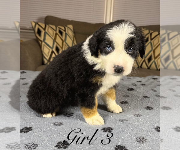 Medium Photo #74 Australian Shepherd Puppy For Sale in SALISBURY, NC, USA