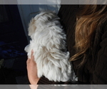 Small Photo #12 Coton de Tulear Puppy For Sale in COLUMBIA, MO, USA