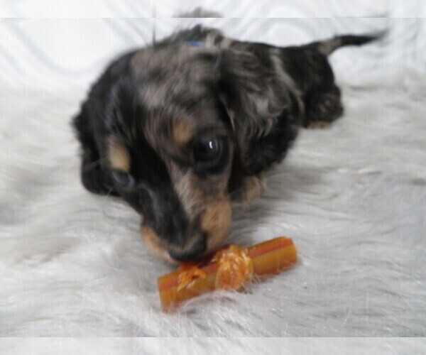 Medium Photo #3 Dachshund Puppy For Sale in HAWESVILLE, KY, USA