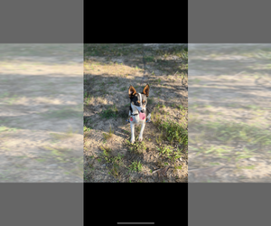 Jack Chi Puppy for sale in ANTLERS, OK, USA