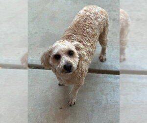 Butters - Male Poodle (Miniature) Dog for Adoption - Photo #2