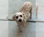 Small Photo #2 Poodle (Miniature) Puppy For Sale in Dana Point, CA, USA