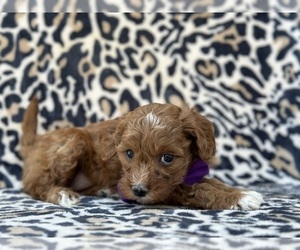 Goldendoodle (Miniature) Puppy for sale in LANCASTER, PA, USA