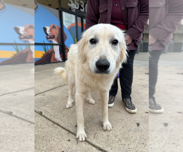 Medium Photo #1 Great Pyrenees Puppy For Sale in Greenbelt, MD, USA