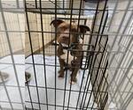 Small Labrador Retriever Mix