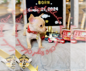 Chihuahua Puppy for sale in ATHENS, GA, USA