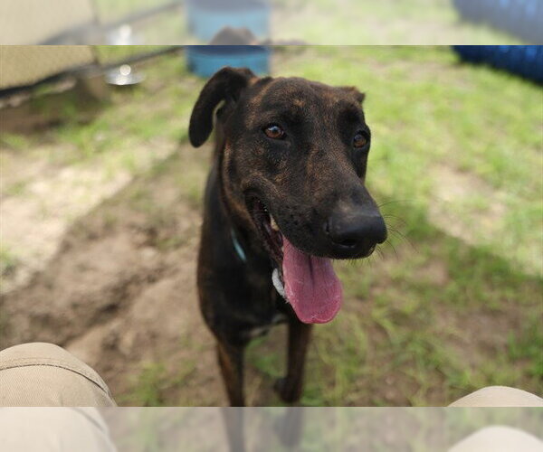 Medium Photo #2 Labrador Retriever-Unknown Mix Puppy For Sale in Ocala, FL, USA