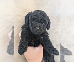 Puppy 1 Poodle (Toy)