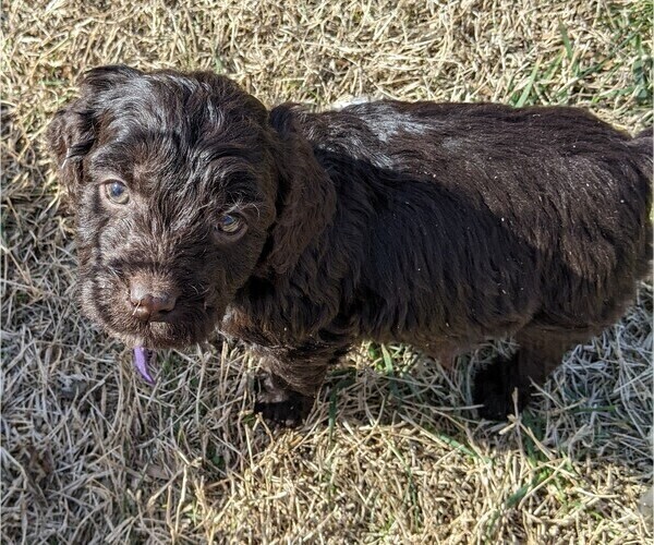 Medium Photo #8 Boykin Spaniel-Goldendoodle Mix Puppy For Sale in MORGANTON, NC, USA