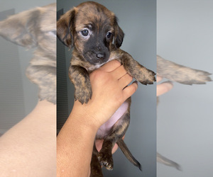 Medium Cock-A-Poo-Jack Russell Terrier Mix