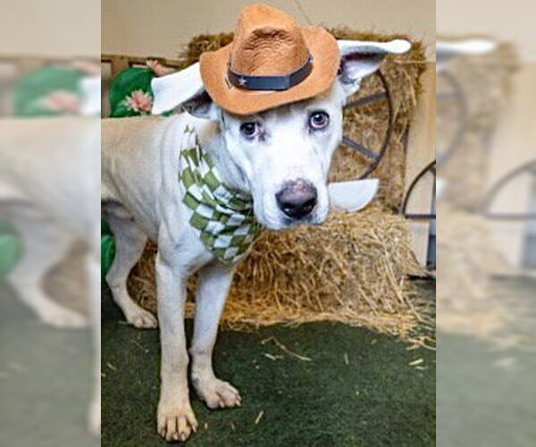 Medium Photo #2 Labrador Retriever Puppy For Sale in Houston, TX, USA