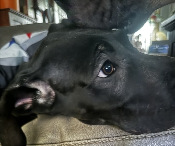 Medium Photo #17 Great Dane Puppy For Sale in ALIQUIPPA, PA, USA