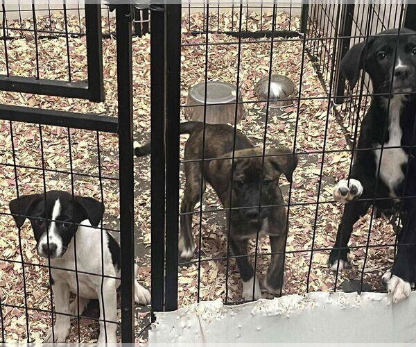 Medium Photo #4 Borador Puppy For Sale in Aurora, IN, USA