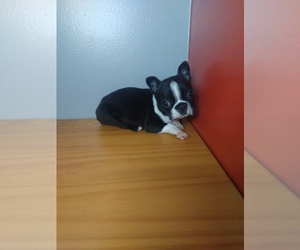 Boston Terrier Puppy for sale in INDIANAPOLIS, IN, USA