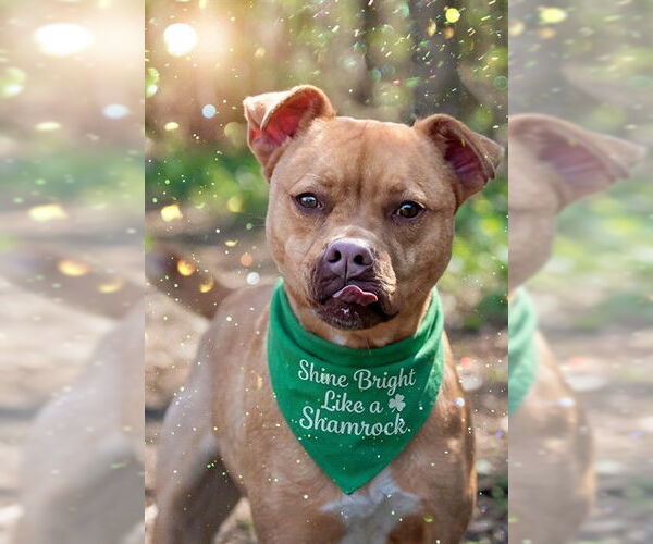 Medium Photo #4 Labrador Retriever-Unknown Mix Puppy For Sale in Belleville, IL, USA