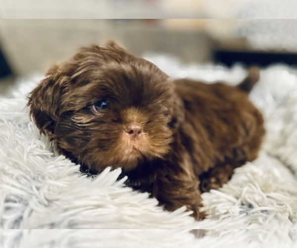 Medium Photo #1 Shih Tzu Puppy For Sale in MESA, AZ, USA