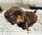 Small Photo #1 Shih Tzu Puppy For Sale in MESA, AZ, USA