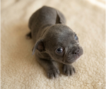 Small #5 French Bulldog