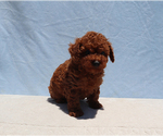 Small #7 Poodle (Toy)