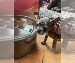 Small Photo #23 Boston Terrier-Faux Frenchbo Bulldog Mix Puppy For Sale in ROUND LAKE, IL, USA