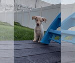 Small #5 Labrador Retriever Mix
