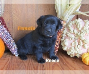 Labrador Retriever Puppy for sale in BRIDGEWATER, VA, USA