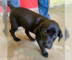 Feist Terrier-Labrador Retriever Mix Dogs for adoption in Minneapolis, MN, USA
