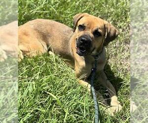 Medium Labrador Retriever