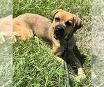 Small Labrador Retriever