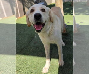 Mandalorian - Male Great Pyrenees-Unknown Mix Dog for Adoption - Photo #4