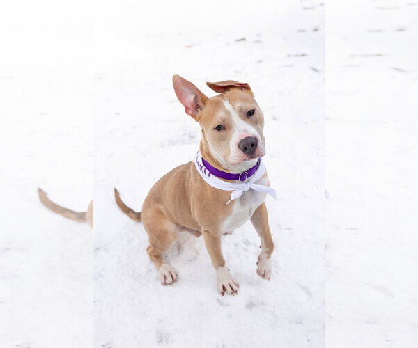 Medium Photo #5 Mutt Puppy For Sale in Crete, IL, USA