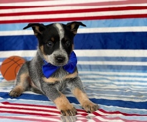 Australian Cattle Dog Puppy for sale in LANCASTER, PA, USA
