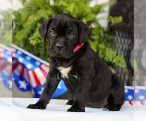 Cane Corso Puppy for sale in GAP, PA, USA