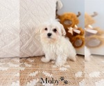 Image preview for Ad Listing. Nickname: Maltese