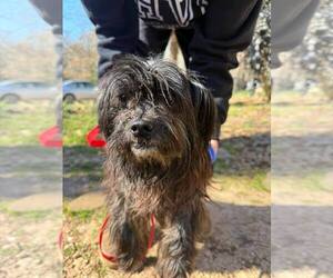 Shih Tzu Dogs for adoption in New York, NY, USA