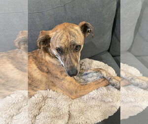 Mutt Dogs for adoption in Aurora, CO, USA